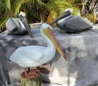 Life Size Pelican Sculptures - Cast Epoxy Sculptures - By Chris Dixon, Realistic Sculpture Artist