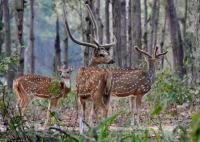 Wild Animals - Spotted Deers - Digital
