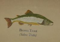 Nature - Brown Trout - Stains