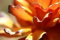 Flowers - Petal Edges - Canon 40D