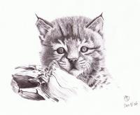 Animals - Baby Bobcat - Pen