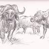 Buffalo In The Kruger Park - Line  Wash Drawings - By Tony Grogan, Line And Wash Drawing Drawing Artist