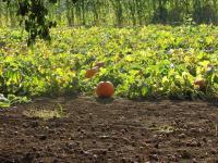 Pumpkins - Digital Camera Photography - By Tabitha Lagodzinski, Autumn Photography Artist
