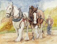 Shire Horses - Watercolor Paintings - By Morgan Fitzsimons, Traditional Painting Artist
