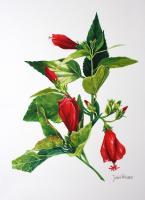 Flower Paintings - Firecracker Hibiscus - Watercolour