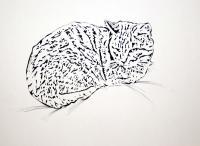 Pen And Ink Drawings - Resting Cat - Pen And Ink