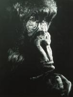 Pensive - Scratchboard Other - By Joanna Gates, Realism Other Artist