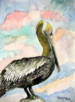 Pelican 2 - Watercolor Paintings - By Derek Mccrea, Realism Painting Artist