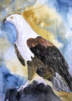 Eagle - Water Color Paintings - By Derek Mccrea, Realism Painting Artist