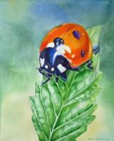 Ladybug - Watercolor Paintings - By Artist Irina Sztukowski, Realism Painting Artist