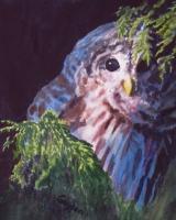 Birds - Bashful Barred - Watercolor