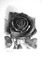 La Rosa Negra La Perfeccion Intelectual - Plumilla Sobre Papel Drawings - By Eloy F Calleja, Realism Drawing Artist